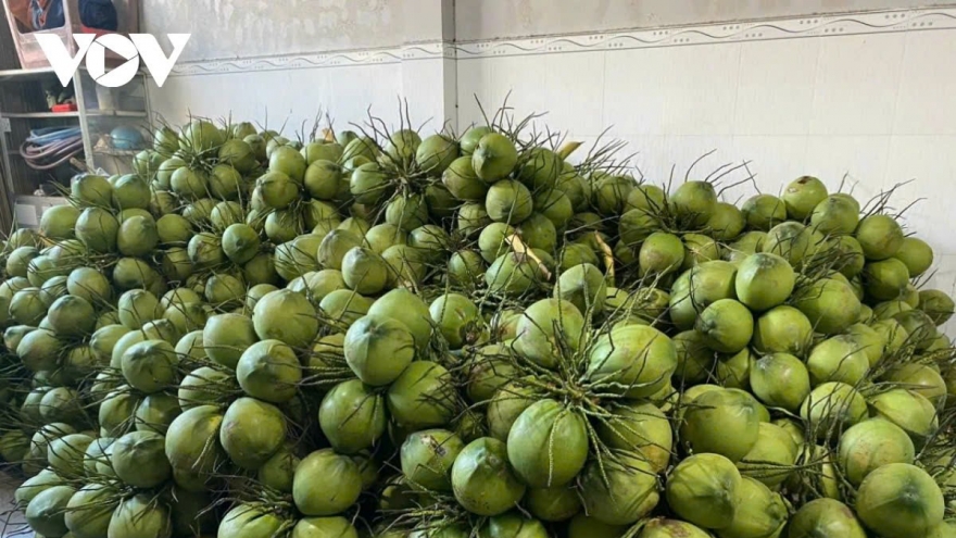 Ben Tre to export first batch of fresh coconuts to China in October